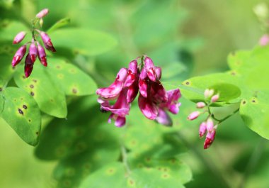 Lathyrus Nijer baharda ormanın vahşi doğasında yetişir.