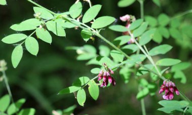 Lathyrus Nijer baharda ormanın vahşi doğasında yetişir.