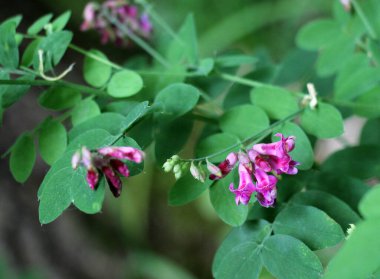 Lathyrus Nijer baharda ormanın vahşi doğasında yetişir.