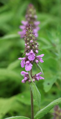 Stachys Palustris yabani otların arasında büyür.