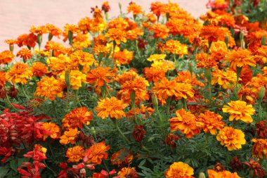 Çiçek tarlasında çalılar çiçek açar (tagetes) - Paskalya ailesinin yıllık bitkisi