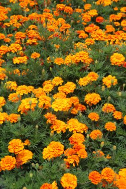 Çiçek tarlasında çalılar çiçek açar (tagetes) - Paskalya ailesinin yıllık bitkisi