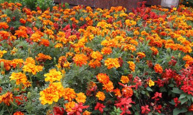 Çiçek tarlasında çalılar çiçek açar (tagetes) - Paskalya ailesinin yıllık bitkisi