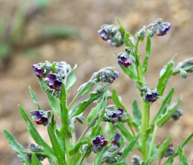 Vahşi doğada, Cynoglossum otlar arasında çiçek açar.