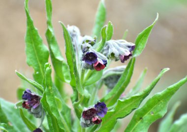 Vahşi doğada, Cynoglossum otlar arasında çiçek açar.