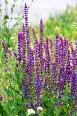Sage (salvia nemorosa) yabani otların arasında yetişir.
