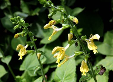 Salvia glutinosa yazın vahşi doğada yetişir.
