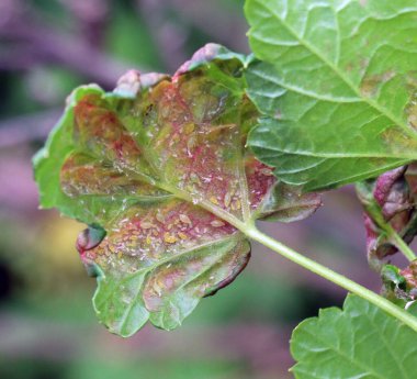 Yaprakları yaprak bitleri (Cryptomyzus ribis)