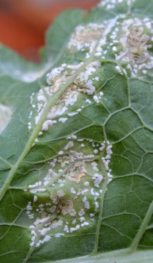 Bitkinin yaprakları beyaz kabarcık pasından etkilenir (Albugo candida)