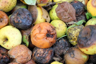 Meyve çürüğünden etkilenen elmalar - monilinos (Monilinia)