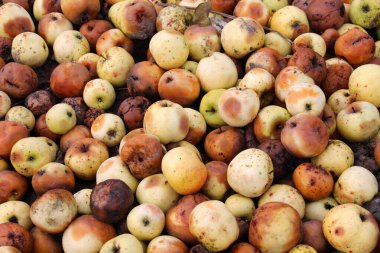 Meyve çürüğünden etkilenen elmalar - monilinos (Monilinia)