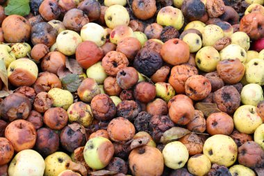 Meyve çürüğünden etkilenen elmalar - monilinos (Monilinia)