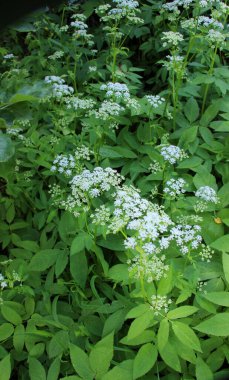 Aegopodyum podagraria vahşi doğada bir ot gibi büyüyor.