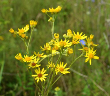 Zehirli bitki Jacobaea vulgaris vahşi doğada yetişir.