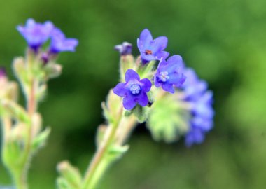Anchusa officinalis çayırda vahşi doğada çiçek açar.