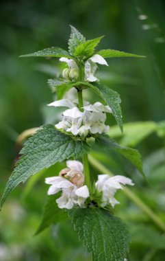 Doğada beyaz ısırgan otları sağırdır (Lamium albümü)