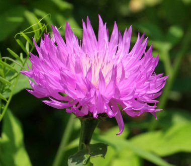 Dekoratif yapraklı çiçek (Psephellus dealbatus) yazın yabani otlar arasında çiçek açar