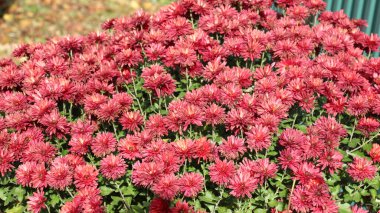 Kasımpatı çiçekleri sonbahar bahçesinde açar.