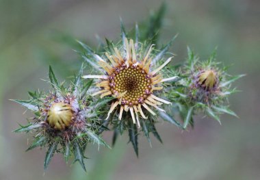 Vahşi, yarı kuru, olgun, dikenli bitki Carlina vulgaris
