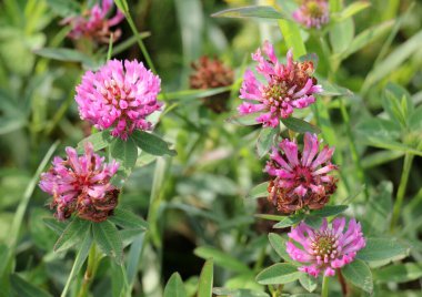 In the meadow, among the wild grasses blooms clover middle  (Trifolium medium)