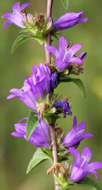 Çan çiçekleri (Campanula glomerata) yazın vahşi doğada açar.