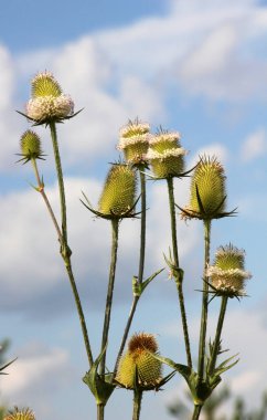 Dipsacus yazın doğada yetişir.