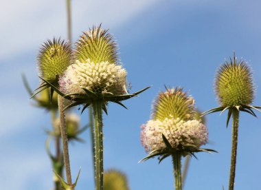 Dipsacus yazın doğada yetişir.