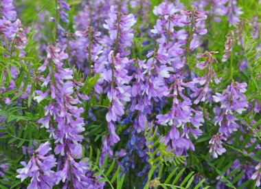 İnce yapraklı bezelyeler (Vicia tenuifolia) çayırlarda çiçek açar.