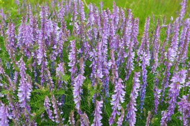 İnce yapraklı bezelyeler (Vicia tenuifolia) çayırlarda çiçek açar.