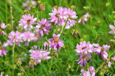 Doğada, Securigera varia yabani otlarda yetişir.