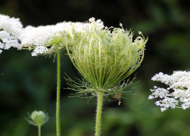 Yazın, doğada yabani havuçlar (Daucus carota) yetişir.