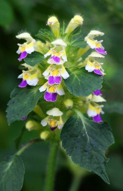 Yazın, Lamiaceae ailesinden bir bitki, Galeopsis speciosa, yabani otlar arasında çiçek açar.
