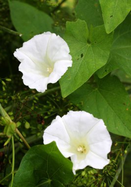 Bitki tohumu Calystegia sepiumu vahşi doğada yetişir.
