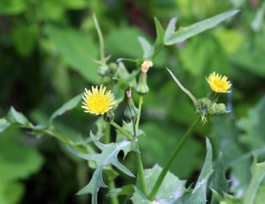 Kaba sarı devedikeni (Sonchus asper) vahşi doğada yetişir..