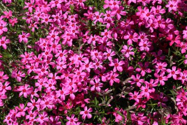 İlkbaharda, feniks subulata çiçek açar.