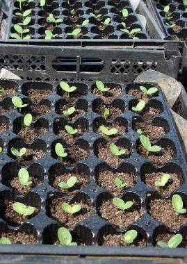 Bir serada organik toprakta yetişen salatalık tohumları.