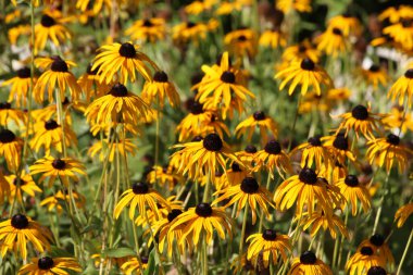 Rudbeckia yazın bahçede çiçek açar.