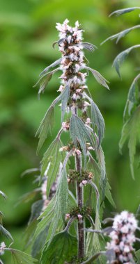 Otların arasındaki çayırlarda büyüyen ve açan köpek ısırgan otları beş ağızlıdır (Leonurus quinquelobatus)