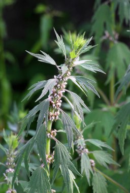 Otların arasındaki çayırlarda büyüyen ve açan köpek ısırgan otları beş ağızlıdır (Leonurus quinquelobatus)