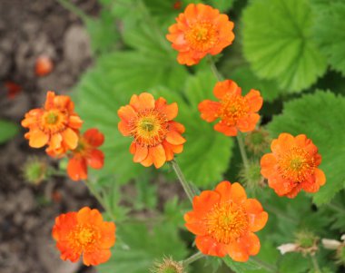 Geum quellyon baharda bahçede çiçek açar.