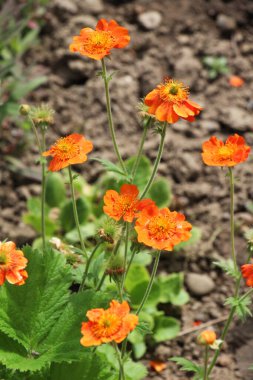Geum quellyon baharda bahçede çiçek açar.