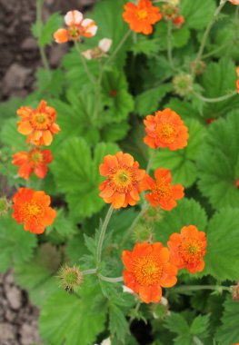 Geum quellyon baharda bahçede çiçek açar.