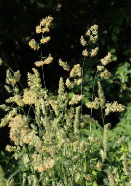 Dactylis glomerata doğada yetişir.