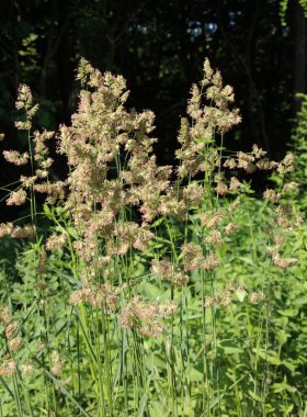 Dactylis glomerata doğada yetişir.