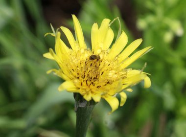 Tragopogon dubius yazın doğada yetişir.