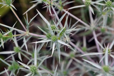 Vahşi doğada dikenli bir Eryngium kampçısı yetişir.