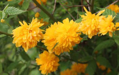 Kerria japonica çalıları baharda bahçede çiçek açar