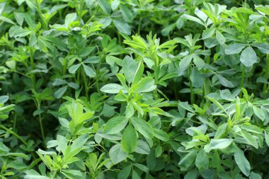 Bahar tarlasında genç yoncalar büyür.