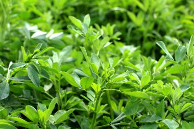 Bahar tarlasında genç yoncalar büyür.