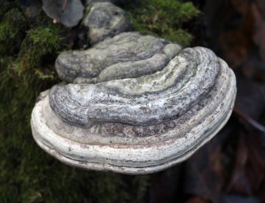 Gerçek mantar (Fomes fomentarius) doğada vahşi olarak yetişir.
